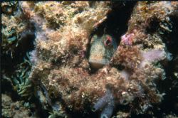 Nikonos V, 1:2 macro framer, Gulf of Lyon by Patrick De Maesschalck 